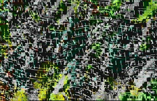 Plastic Bird Control Netting